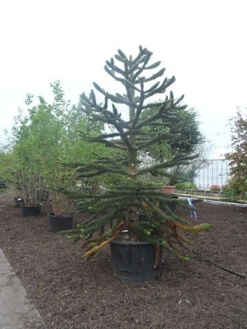 Apeboom (Araucaria Araucana) 13 Apeboom (Araucaria Araucana) - Afbeelding 11