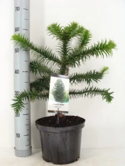 Apeboom (Araucaria Araucana) 34 Apeboom (Araucaria Araucana) -OL Planten Winkel araucaria araucana 30 40 c5 m 1