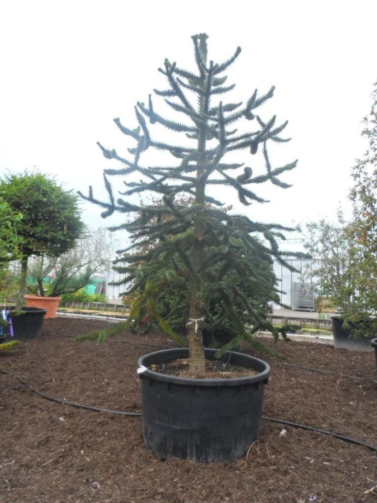 Apeboom (Araucaria Araucana) 3 Apeboom (Araucaria Araucana)