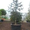 Apeboom (Araucaria Araucana) -OL Planten Winkel araucaria araucana 300 325