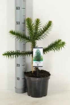 Apeboom (Araucaria Araucana) 33 Apeboom (Araucaria Araucana) -OL Planten Winkel araucaria araucana c3 m 1