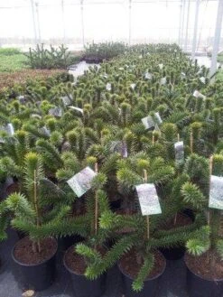 Apeboom (Araucaria Araucana) 32 Apeboom (Araucaria Araucana) -OL Planten Winkel araucaria c15 1