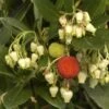 Aardbeiboom Als Struik (Arbutus Unedo) -OL Planten Winkel arbutus unedo