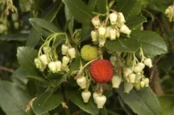 Aardbeiboom (Arbutus Unedo) -OL Planten Winkel arbutus unedo 1