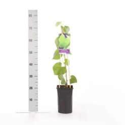 Duitse Pijp (Aristolochia Macropylla) -OL Planten Winkel aristolochia durior macrophylla