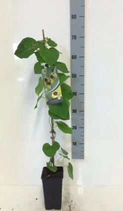 Duitse Pijp (Aristolochia Macropylla) -OL Planten Winkel aristolochia macrophylla 80 100 c2