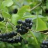 Appelbes (Aronia Melanocarpa)