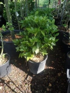 Broodboom (Aucuba Japonica 'Rozannie') 13 Broodboom (Aucuba Japonica 'Rozannie') -OL Planten Winkel aucuba japonica rozannie 60 80 c20