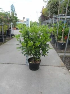 Broodboom (Aucuba Japonica 'Rozannie') -OL Planten Winkel aucuba japonica rozannie 80 100 c25 1