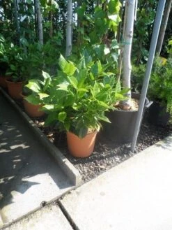 Broodboom (Aucuba Japonica 'Rozannie') -OL Planten Winkel aucuba japonica rozannie c10 1