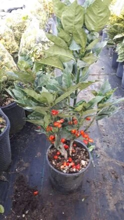 Broodboom (Aucuba Japonica 'Rozannie') 17 Broodboom (Aucuba Japonica 'Rozannie') -OL Planten Winkel aucuba rozanne