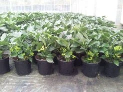 Broodboom (Aucuba Japonica 'Rozannie') -OL Planten Winkel aucuba rozannie p17 1