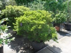 Japanse Azalea (Rhododendron 'Madame Van Hecke') 17 Japanse Azalea (Rhododendron 'Madame Van Hecke') -OL Planten Winkel azalea japonica 125 150 c70