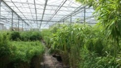 Niet Woekerende Bamboe (Fargesia Murieliae 'Jumbo') -OL Planten Winkel bamboe 1