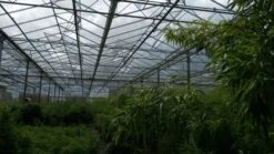 Niet Woekerende Bamboe (Fargesia 'Jiuzhaigou') -OL Planten Winkel bamboe 2