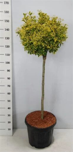 Kardinaalshoed Op Stam (Euonymus Japonicus 'Aureus') -OL Planten Winkel bc88a2ba3e99a73a1f95554f396bcc6d