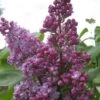 Sering (Syringa Vulgaris 'Belle De Nancy') -OL Planten Winkel belle de nancy