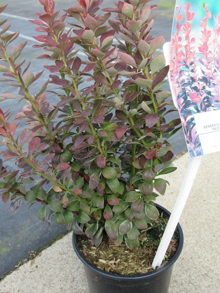Zuurbes (Berberis 'Red Rocket') 4 Zuurbes (Berberis 'Red Rocket') - Afbeelding 2