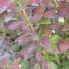 Zuurbes (Berberis 'Red Rocket')