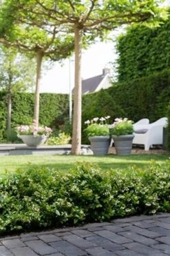 BerryBux Blauwe Bes (Vaccinium Angustifolium ’BerryBux') -OL Planten Winkel berrybux heg bloei hr 4095 2