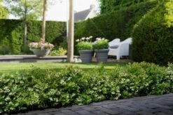 BerryBux Blauwe Bes (Vaccinium Angustifolium ’BerryBux') -OL Planten Winkel berrybux heg bloei hr 4057 2