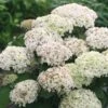 Hortensia (Hydrangea 'BellaRagazza Blanchetta') -OL Planten Winkel blanchettadwergannabelle 1