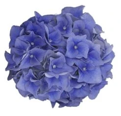Hortensia Blue Ballad (Hydrangea 'Music Collection') -OL Planten Winkel blue ballad 1