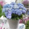 Hortensia Blue Ballad (Hydrangea 'Music Collection') 2 Hortensia Blue Ballad (Hydrangea 'Music Collection') -OL Planten Winkel blue ballad 4