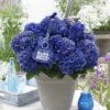 Hortensia Blue Boogiewoogie (Hydrangea 'Music Collection') -OL Planten Winkel blue boogiewoogie 2 3 1