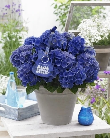 Hortensia Blue Boogiewoogie (Hydrangea 'Music Collection') 3 Hortensia Blue Boogiewoogie (Hydrangea 'Music Collection')