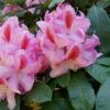 Rhododendron (Rhododendron 'Furnivall's Daughter') -OL Planten Winkel blwa00017