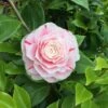 Camelia Als Leivorm (Camellia Japonica 'Bonomiana') -OL Planten Winkel bonomiana 3