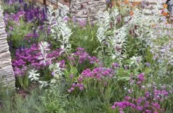 Borderpakket Roze, Paars En Grijsgroen (2 M²)