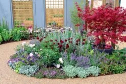 Borderpakket Zilver Met Paars