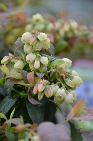 OL Planten Winkel -OL Planten Winkel brazelberries bl ten april 2016 50 2