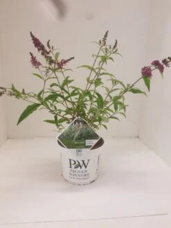 Vlinderstruik (Buddleja 'Miss Ruby') -OL Planten Winkel budd miss ruby