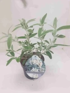 Vlinderstruik (Buddleja 'Silver Anniversary') -OL Planten Winkel budd silver annieversary