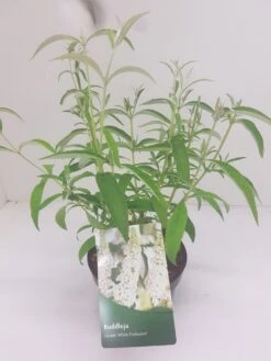 Vlinderstruik (Buddleja Davidii 'White Profusion') -OL Planten Winkel budd white profusion