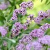 Vlinderstruik (Buddleja Alternifolia) -OL Planten Winkel buddleja alternifolia