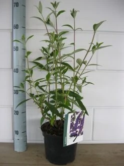 Vlinderstruik (Buddleja Davidii 'Black Knight') 15 Vlinderstruik (Buddleja Davidii 'Black Knight') -OL Planten Winkel buddleja black knight c3 10 7 2016