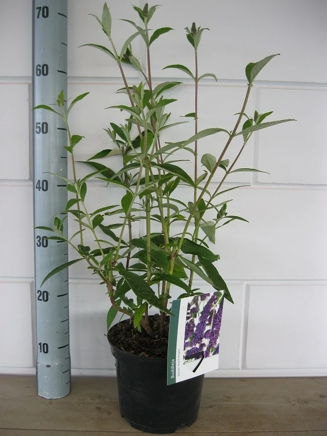 Vlinderstruik (Buddleja Davidii 'Black Knight') 8 Vlinderstruik (Buddleja Davidii 'Black Knight') - Afbeelding 6
