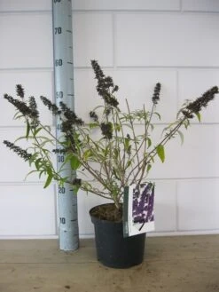 Vlinderstruik (Buddleja Davidii 'Black Knight') 14 Vlinderstruik (Buddleja Davidii 'Black Knight') -OL Planten Winkel buddleja black knight c3 23 10 2018
