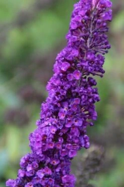 Vlinderstruik (Buddleja Davidii 'Black Knight') 11 Vlinderstruik (Buddleja Davidii 'Black Knight') -OL Planten Winkel buddleja davidii black knight 2