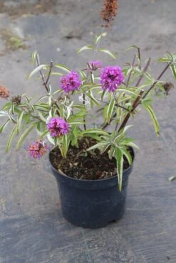 Vlinderstruik (Buddleja Davidii Petite 'Tutti Frutti') -OL Planten Winkel buddleja davidii petite tutti fruitti 2 3.00 vita nova 1