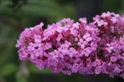 Vlinderstruik (Buddleja Davidii 'Pink Delight') 12 Vlinderstruik (Buddleja Davidii 'Pink Delight') -OL Planten Winkel buddleja davidii pink delight 2 1
