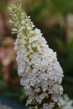 Vlinderstruik (Buddleja Davidii 'White Profusion') -OL Planten Winkel buddleja davidii white profusion