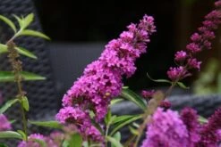 Vlinderstruik (Buddleja Davidii Petite 'Tutti Frutti') -OL Planten Winkel buddleja free petite tutti fruitti podoras 13 10