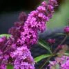 Vlinderstruik (Buddleja Davidii Petite 'Tutti Frutti') -OL Planten Winkel buddleja free petite tutti fruitti podoras 13 7