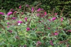 Vlinderstruik (Buddleja 'Miss Ruby') -OL Planten Winkel buddleja miss ruby 8