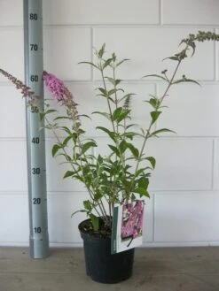 Vlinderstruik (Buddleja Davidii 'Pink Delight') 18 Vlinderstruik (Buddleja Davidii 'Pink Delight') -OL Planten Winkel buddleja pink delight c3 bloem 19 7 2016 1